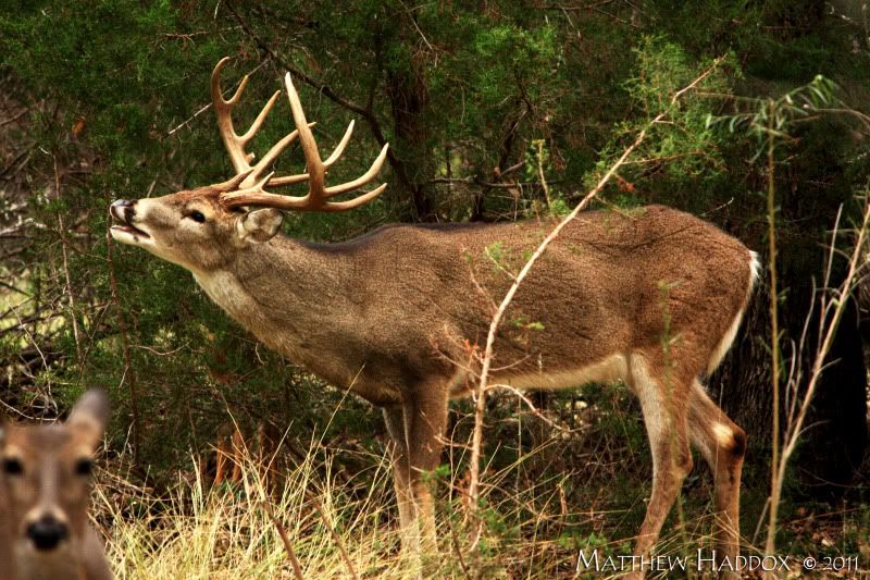 IMAGE: http://i25.photobucket.com/albums/c51/TxDox21/IMG_2177.jpg