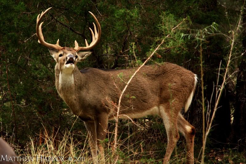 IMAGE: http://i25.photobucket.com/albums/c51/TxDox21/IMG_2180.jpg