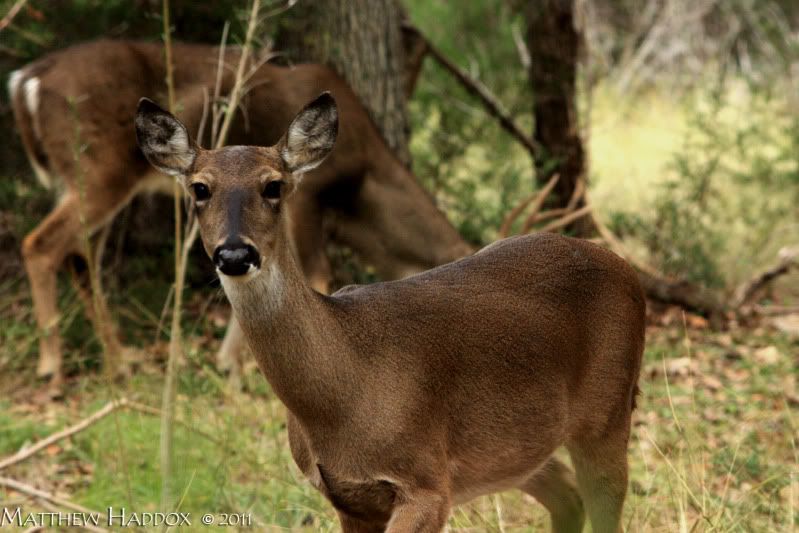 IMAGE: http://i25.photobucket.com/albums/c51/TxDox21/IMG_2196.jpg