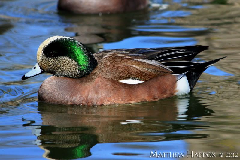 IMAGE: http://i25.photobucket.com/albums/c51/TxDox21/IMG_2719.jpg