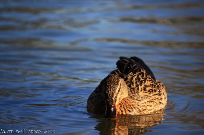 IMAGE: http://i25.photobucket.com/albums/c51/TxDox21/IMG_3021.jpg