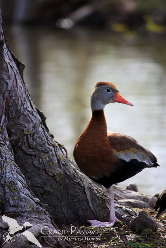 IMAGE: http://i25.photobucket.com/albums/c51/TxDox21/IMG_3261.jpg