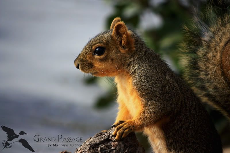 IMAGE: http://i25.photobucket.com/albums/c51/TxDox21/IMG_3291.jpg