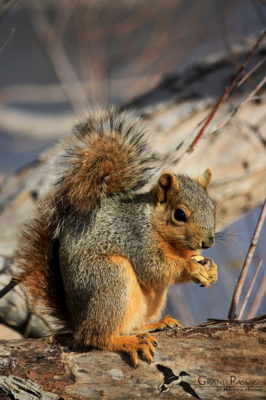 IMAGE: http://i25.photobucket.com/albums/c51/TxDox21/IMG_3451.jpg