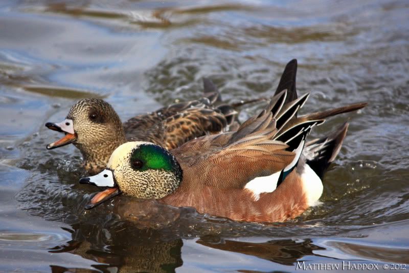 IMAGE: http://i25.photobucket.com/albums/c51/TxDox21/IMG_3851.jpg