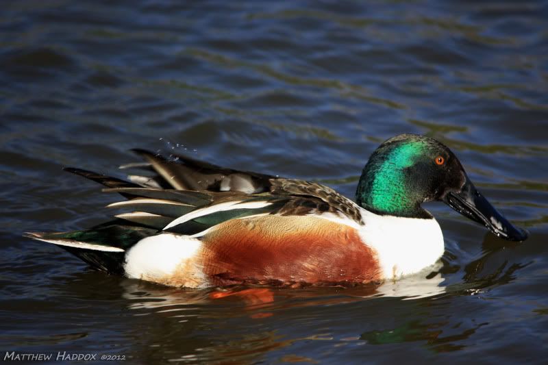 IMAGE: http://i25.photobucket.com/albums/c51/TxDox21/IMG_4377.jpg