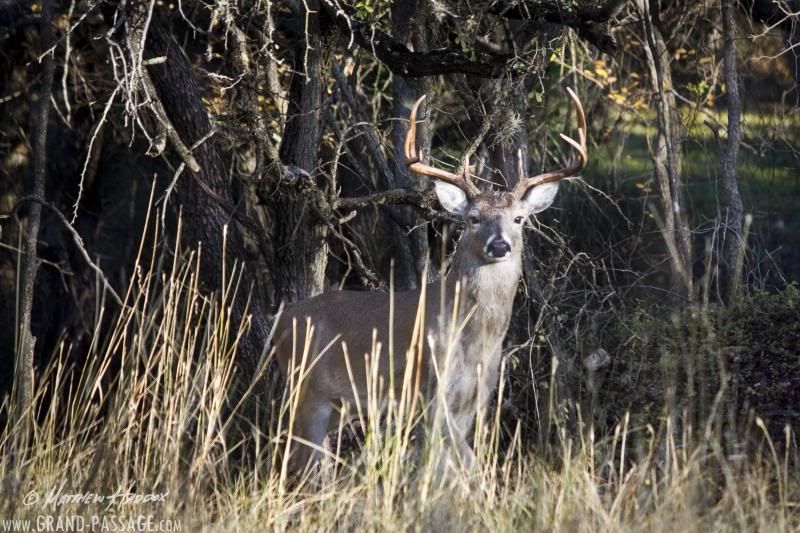 IMAGE: http://i25.photobucket.com/albums/c51/TxDox21/IMG_5164_zpsa10fb5e2.jpg