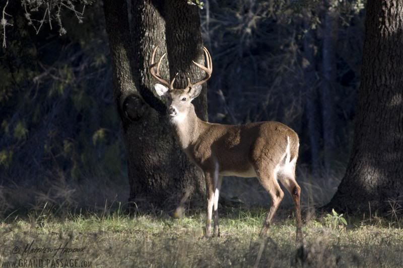 IMAGE: http://i25.photobucket.com/albums/c51/TxDox21/IMG_5217_zps47393306.jpg