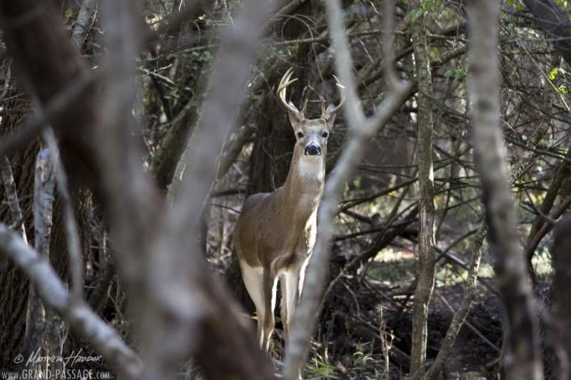 IMAGE: http://i25.photobucket.com/albums/c51/TxDox21/IMG_5256_zps1440dd20.jpg