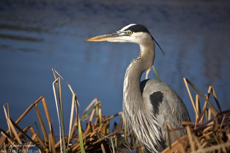 IMAGE: http://i25.photobucket.com/albums/c51/TxDox21/IMG_5266_1_zpse61d3c9b.jpg