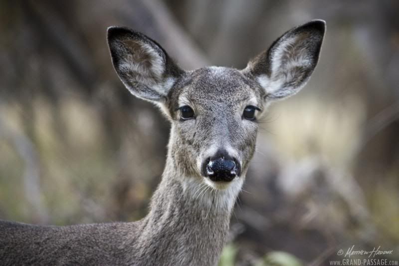 IMAGE: http://i25.photobucket.com/albums/c51/TxDox21/IMG_5387_zpsd2fb73db.jpg