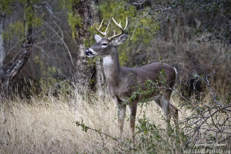 IMAGE: http://i25.photobucket.com/albums/c51/TxDox21/IMG_5414_zps5ef6709e.jpg