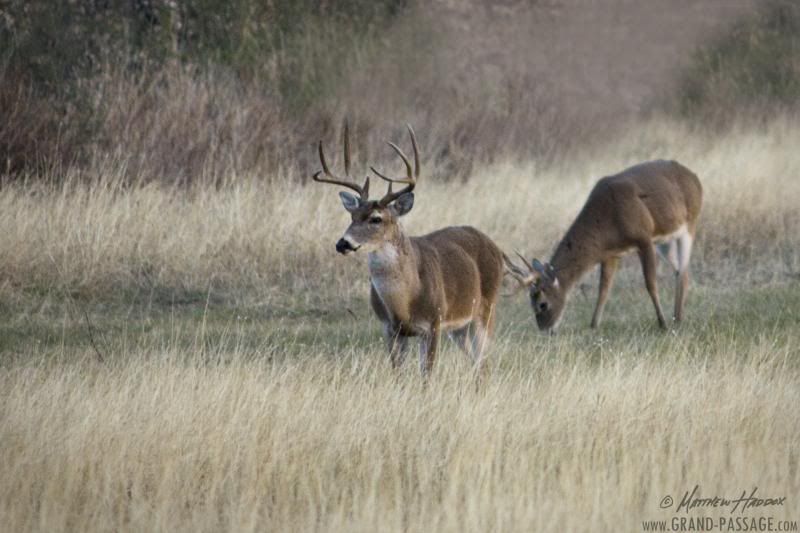 IMAGE: http://i25.photobucket.com/albums/c51/TxDox21/IMG_5450_zpsfb14dec3.jpg