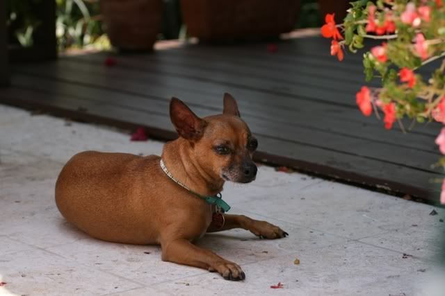 IMAGE: http://i25.photobucket.com/albums/c51/nvdamaco/IMG_2048.jpg