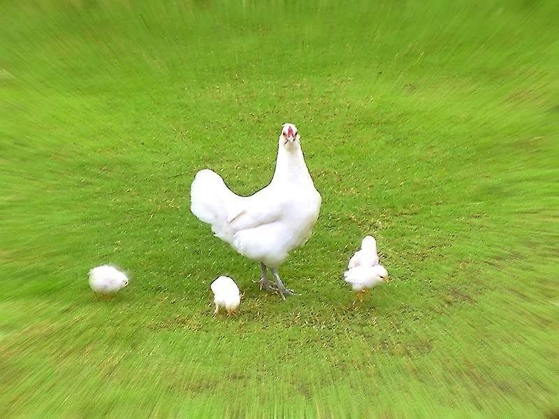 mother_hen