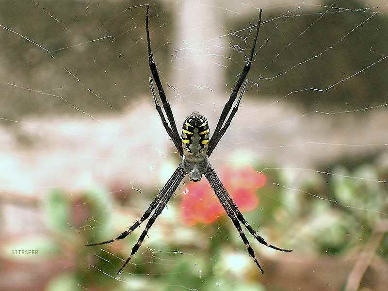 yst_spider
