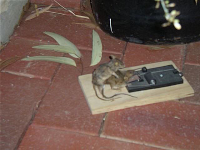 mouseII.jpg