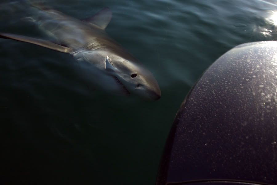 IMAGE: http://i25.photobucket.com/albums/c53/Redgy68/IMG_3379.jpg