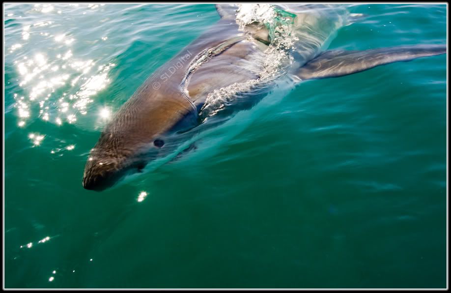 IMAGE: http://i25.photobucket.com/albums/c53/Redgy68/IMG_3492web.jpg