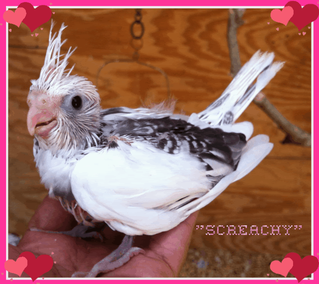 Females who act like males? Talk Cockatiels Forum