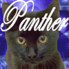 Pantherpaw Avatar