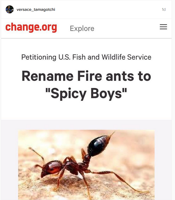 SpicyBoys.png