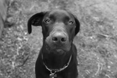 IMAGE: http://i25.photobucket.com/albums/c56/scott080379/BWGunnerdog.jpg