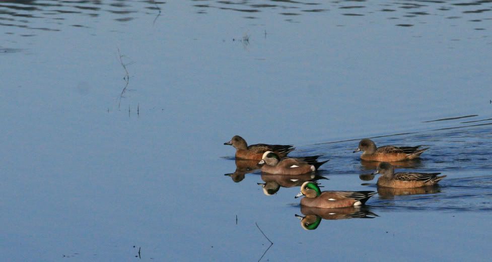 IMAGE: http://i25.photobucket.com/albums/c56/scott080379/Ducks.jpg