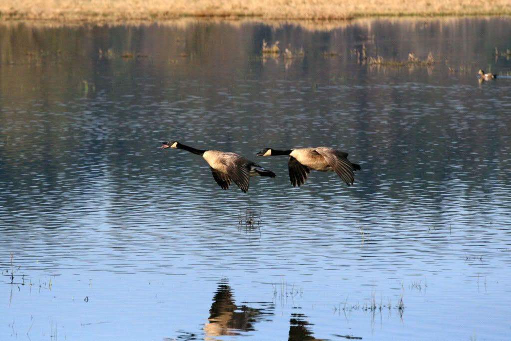 IMAGE: http://i25.photobucket.com/albums/c56/scott080379/Geese.jpg