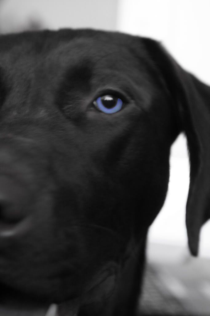 IMAGE: http://i25.photobucket.com/albums/c56/scott080379/GunnersNeweyescopy.jpg