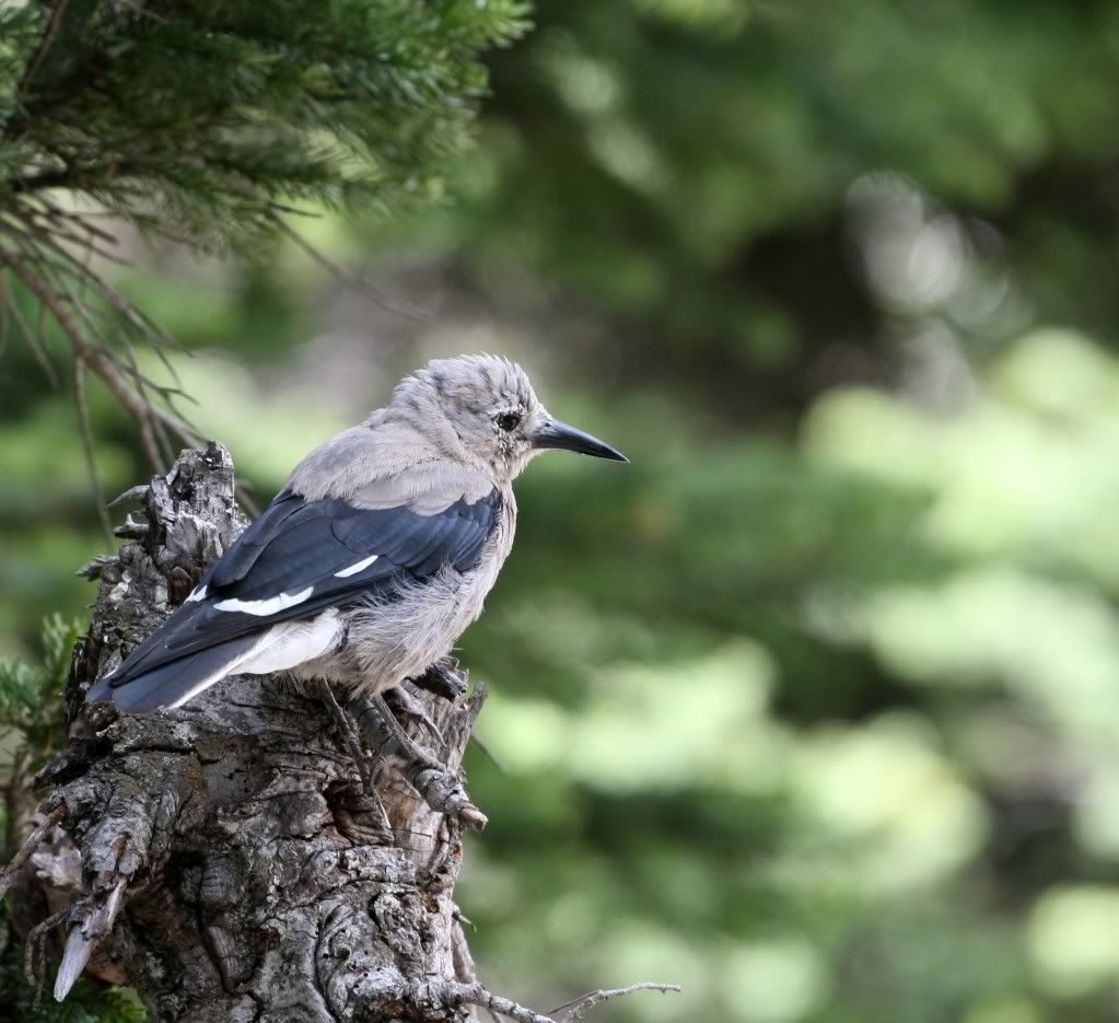 IMAGE: http://i25.photobucket.com/albums/c56/scott080379/IMG_6605-1.jpg