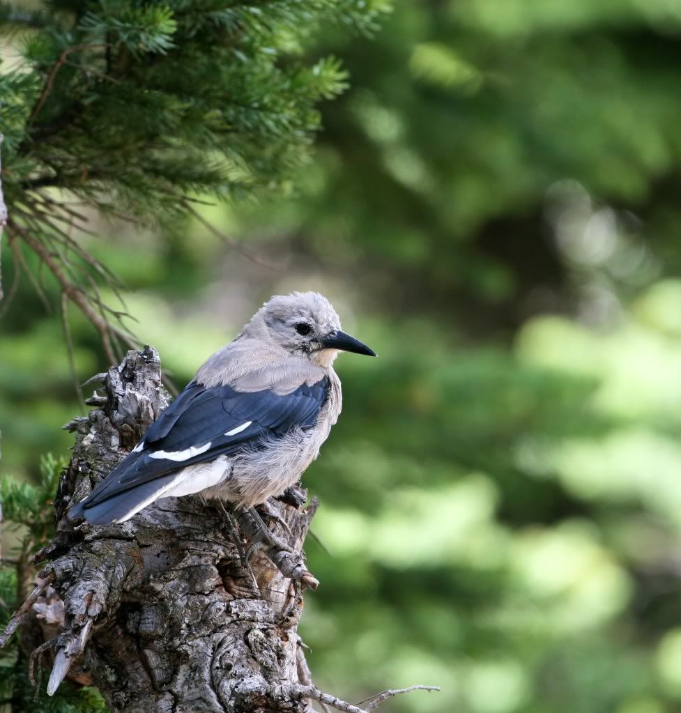 IMAGE: http://i25.photobucket.com/albums/c56/scott080379/IMG_6607-1.jpg