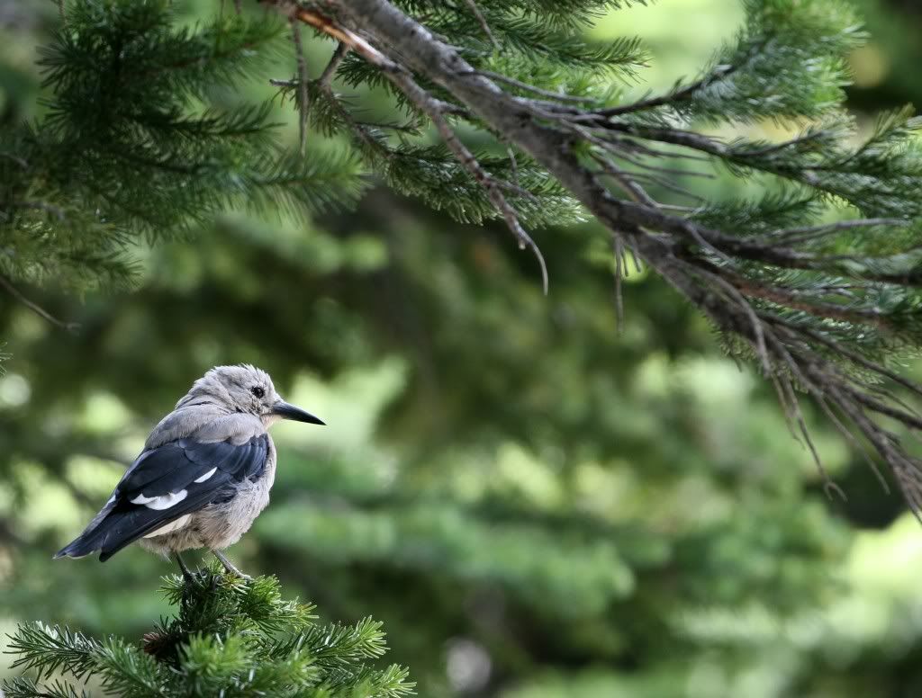 IMAGE: http://i25.photobucket.com/albums/c56/scott080379/IMG_6610-1.jpg