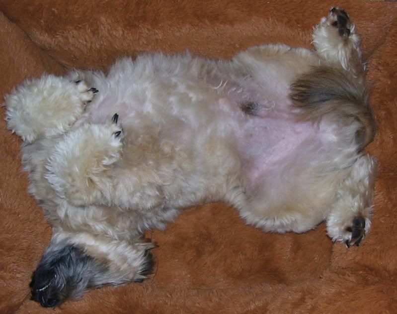 lazy poodle mix