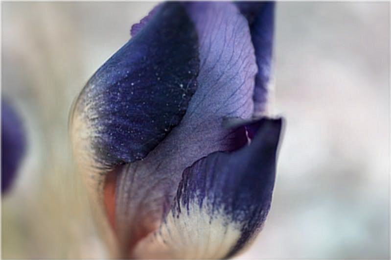 IMAGE: http://i25.photobucket.com/albums/c58/dbl120902/Canon%20pics/Flowers/011-1.jpg