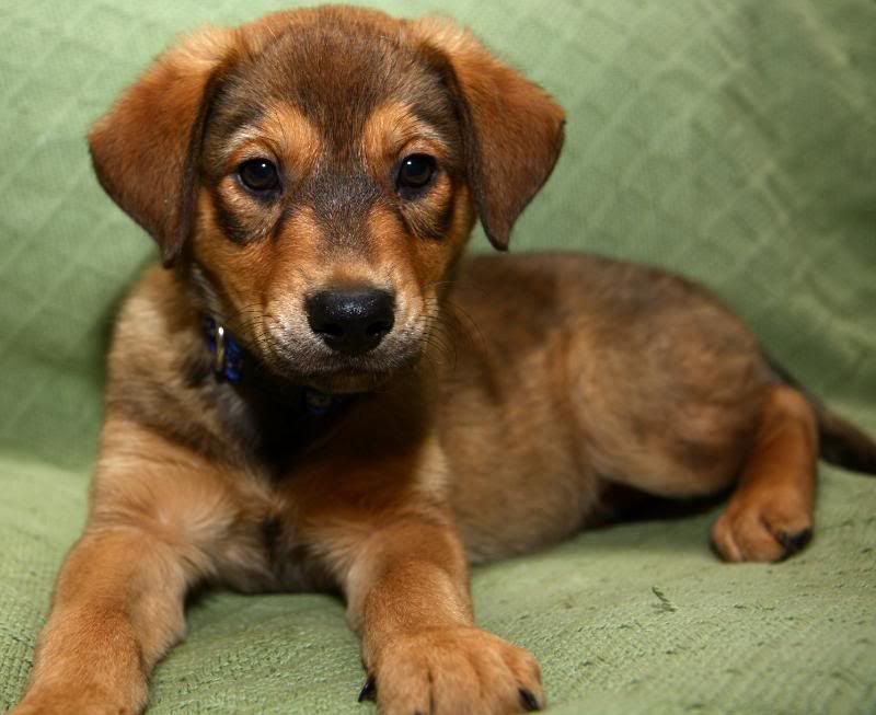 IMAGE: http://i25.photobucket.com/albums/c58/dbl120902/Dog/Ranger/FranklinDay2007.jpg