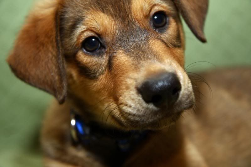 IMAGE: http://i25.photobucket.com/albums/c58/dbl120902/Dog/Ranger/FranklinDay2011.jpg