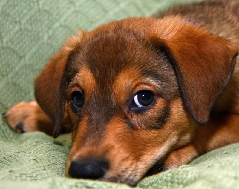 IMAGE: http://i25.photobucket.com/albums/c58/dbl120902/Dog/Ranger/FranklinDay2027.jpg