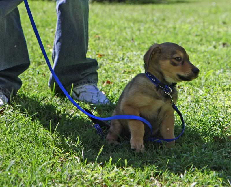 IMAGE: http://i25.photobucket.com/albums/c58/dbl120902/Dog/Ranger/Outsidefrank088.jpg