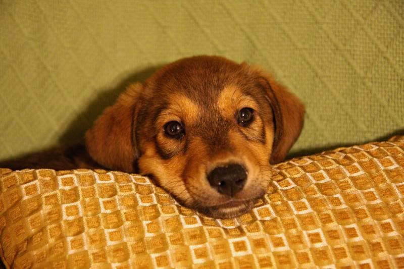 IMAGE: http://i25.photobucket.com/albums/c58/dbl120902/Dog/Ranger/ranger007.jpg