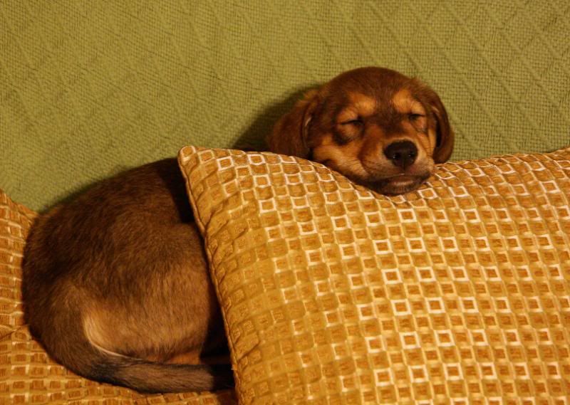 IMAGE: http://i25.photobucket.com/albums/c58/dbl120902/Dog/Ranger/ranger015.jpg