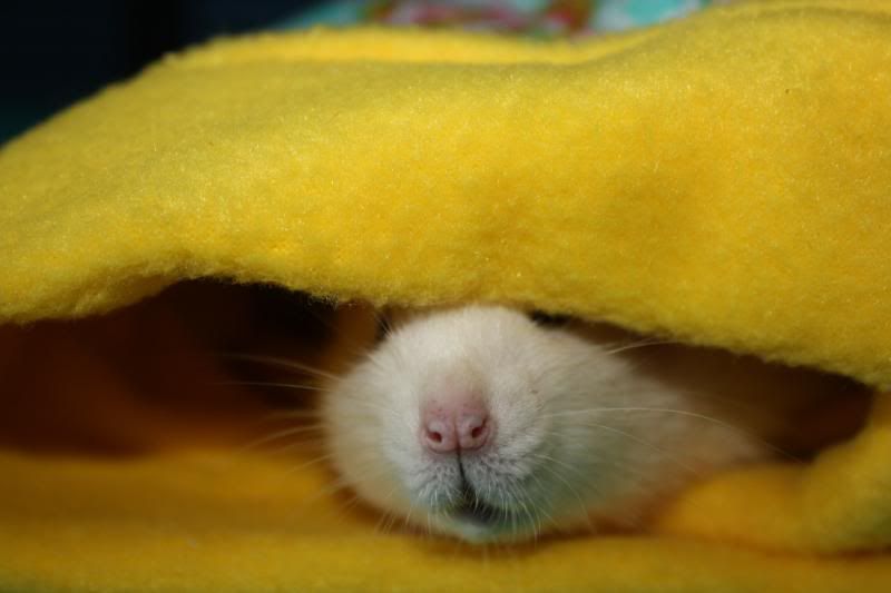 IMAGE: http://i25.photobucket.com/albums/c58/dbl120902/Rats%20II%20-%20Canon/017-1.jpg