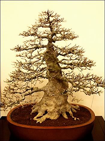 japanese maple bonsai for sale. japanese maple bonsai for