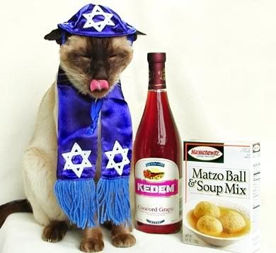 jewish cat photo: jewish cat gefilteFish_small.jpg