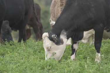 Moo-moo makes Milk
