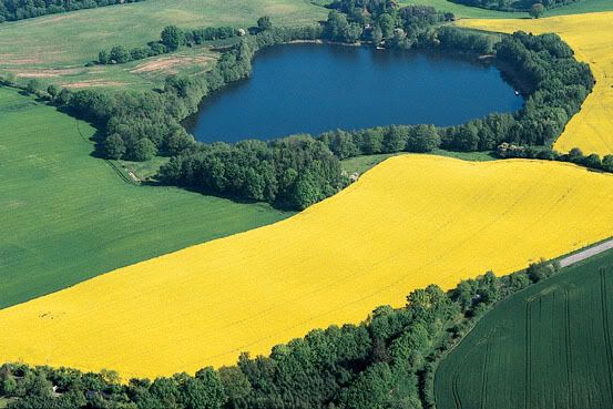 Mellow Yellow