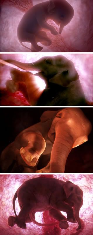 Animals-In-The-Womb.jpg picture by aggies048