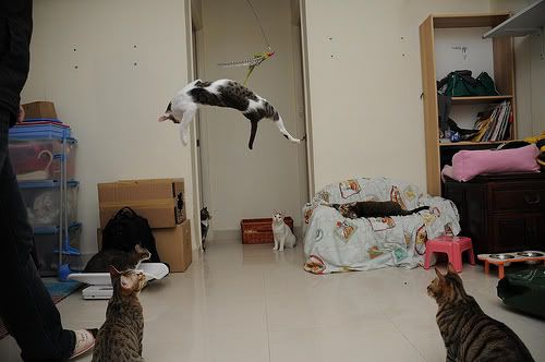 圖檔