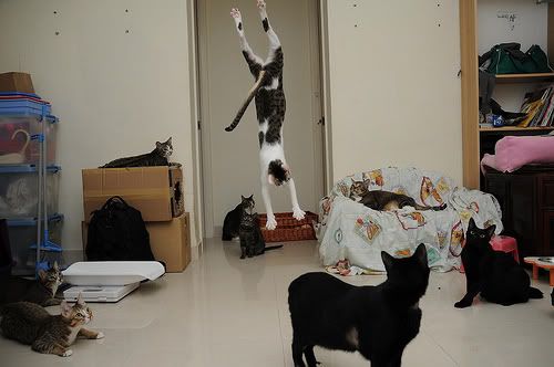 圖檔