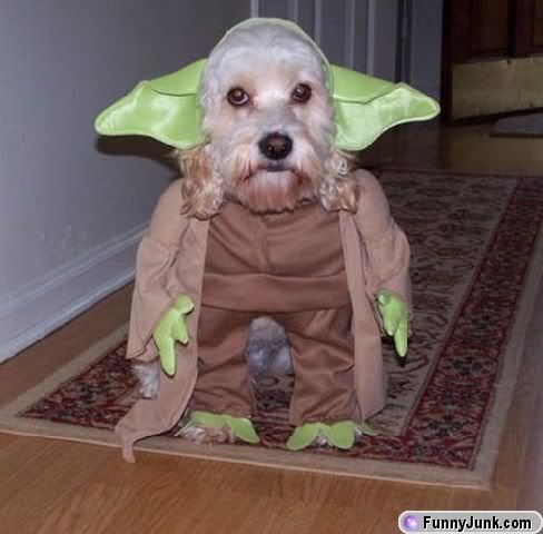 yoda_dog.jpg